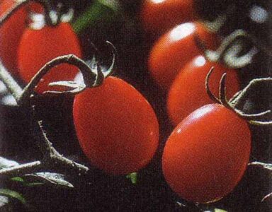 Preventing Tomato Blossom-End Rot Image